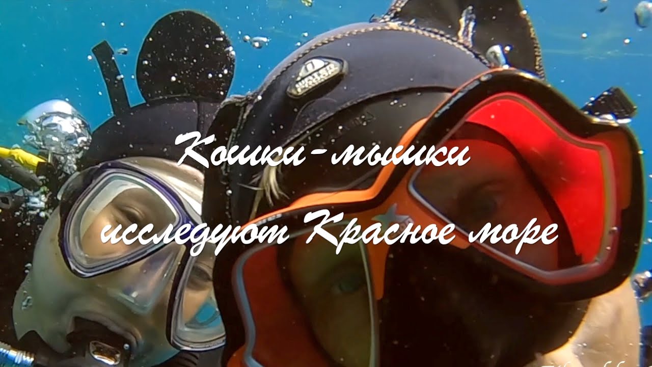 Кошки-мышки исследуют Красное море/Cat&Mouse explore Red Sea
