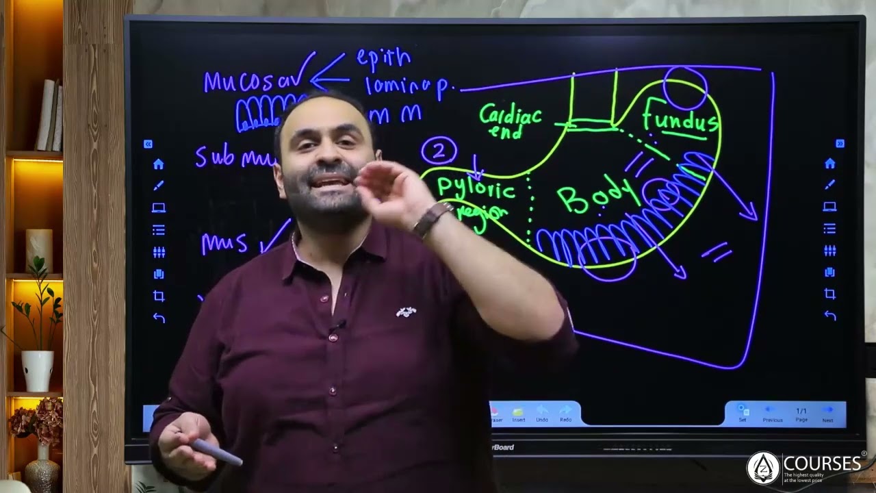 Histology GIT Stomach (part1)