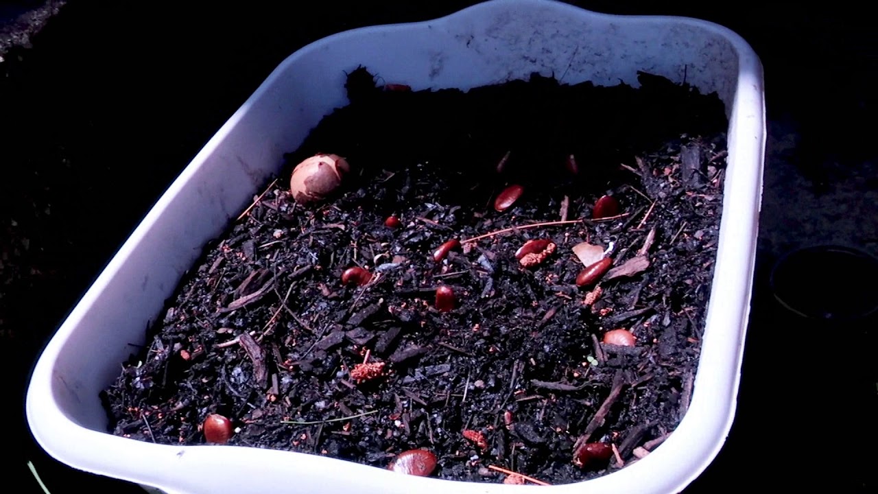 Backyard Biodiversity: 6/13/19 - Louisville, Kentucky update vlog