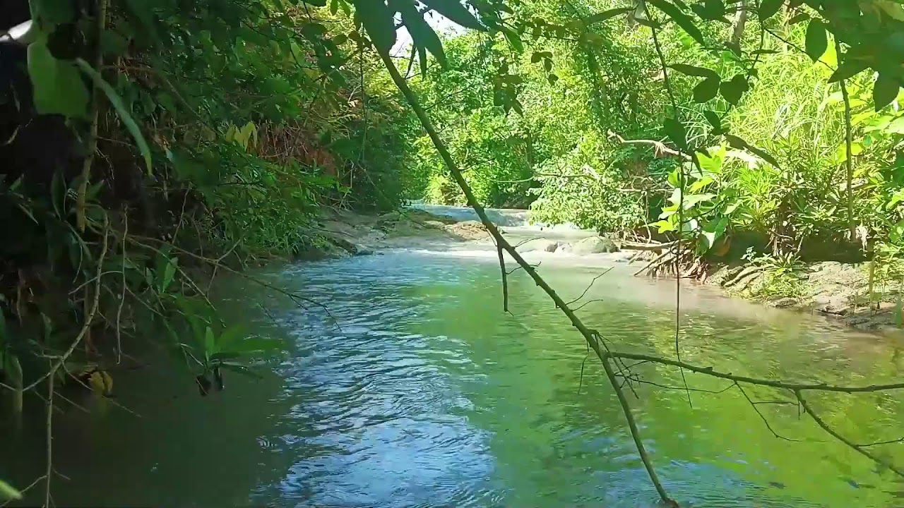 Water Sounds for Sleep or Focus | Gentle Forest River Flow & Stream Ambience