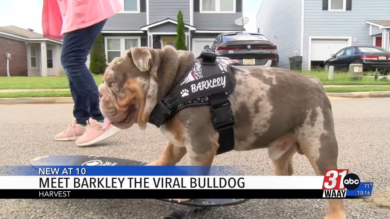 Meet Barkley the Bulldog