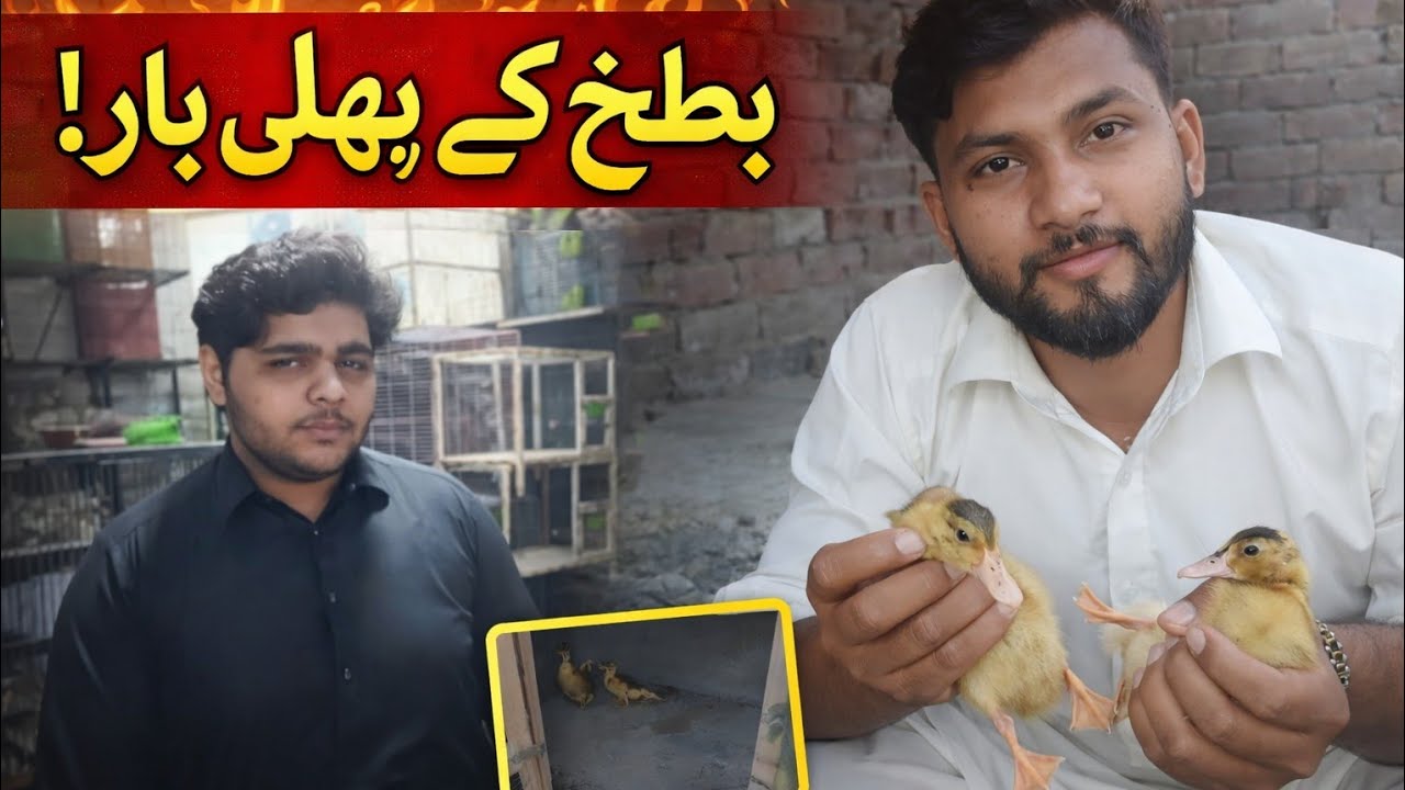 Ducklings for the First Time | Cute Duck Baby Vlog