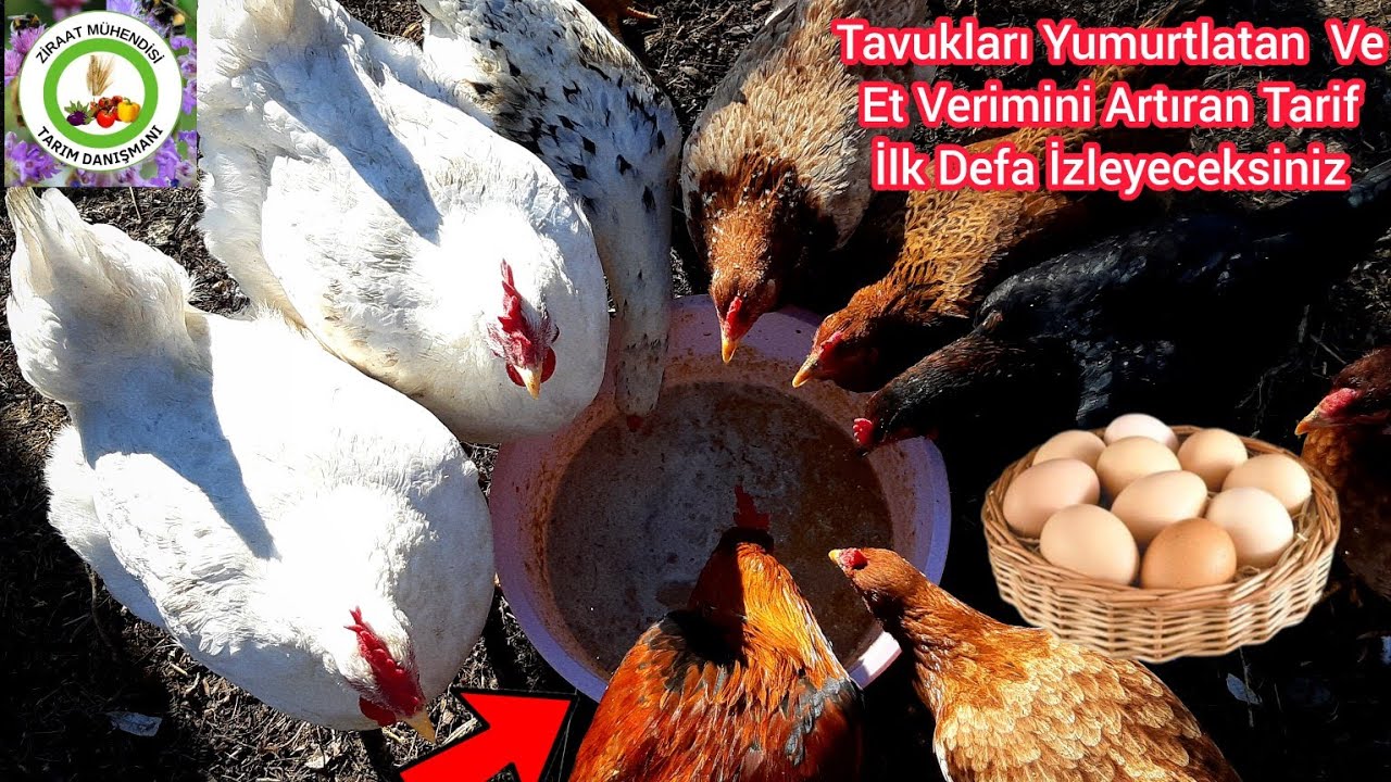 Bu Sırrı Öğrendikten Sonra Tavuklara Başka Yem Vermeyeceksinz🐓BUNU Verin Yumurta Verimi %100 Artacak