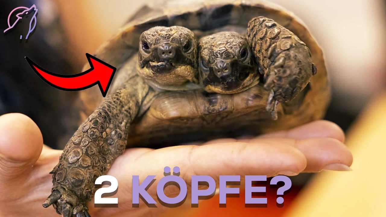 Tiere mit 2 Köpfen die es wirklich gab!