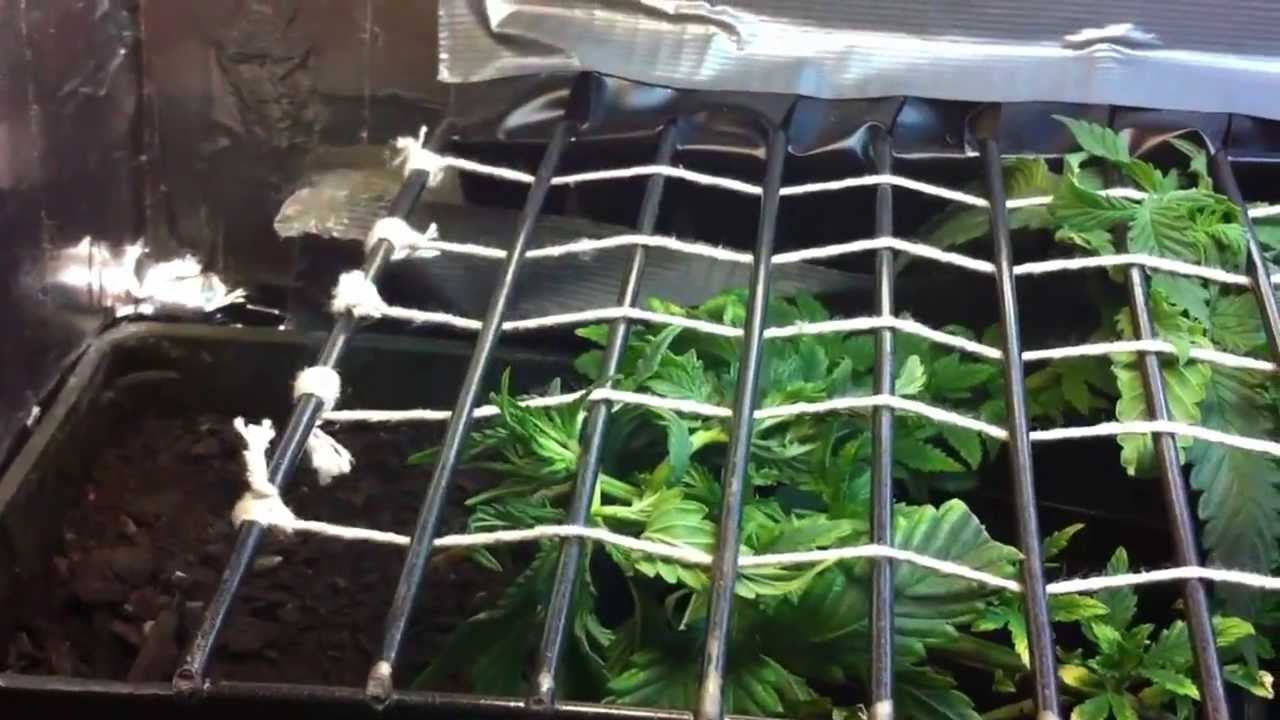 Pc grow box update 2(scrog)