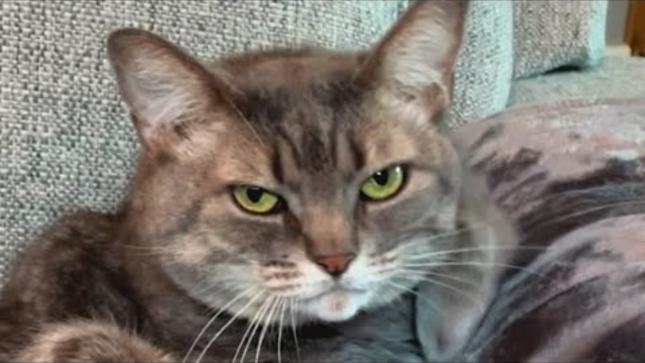 Woman brings home a shelter cat  And discovers her odd reaction to guests