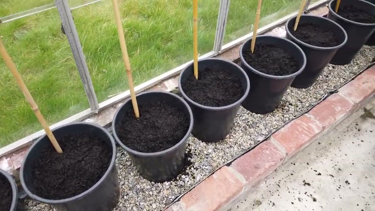 growing tomato's using the ring culture method