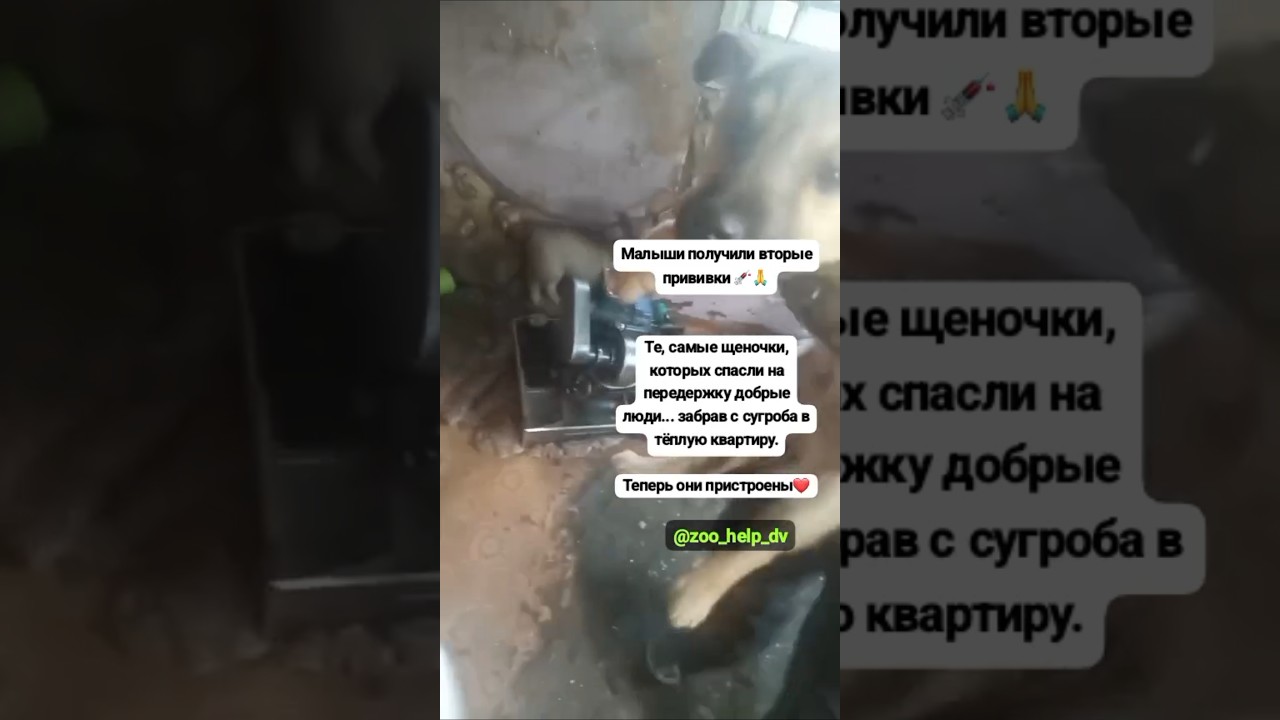 Щенкам с лесопилки поставили вторые прививки🙏💉 