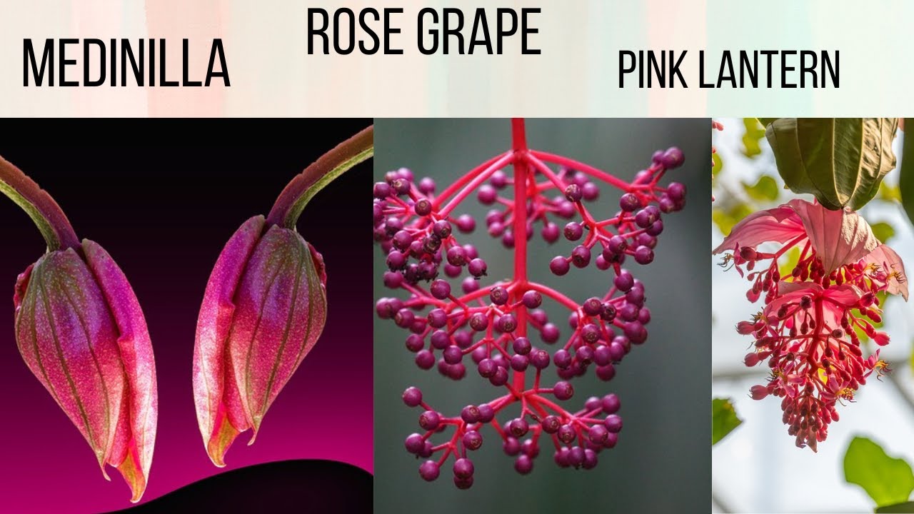 Medinilla || Pink Lantern || Rose Grape || Nature's Beauty