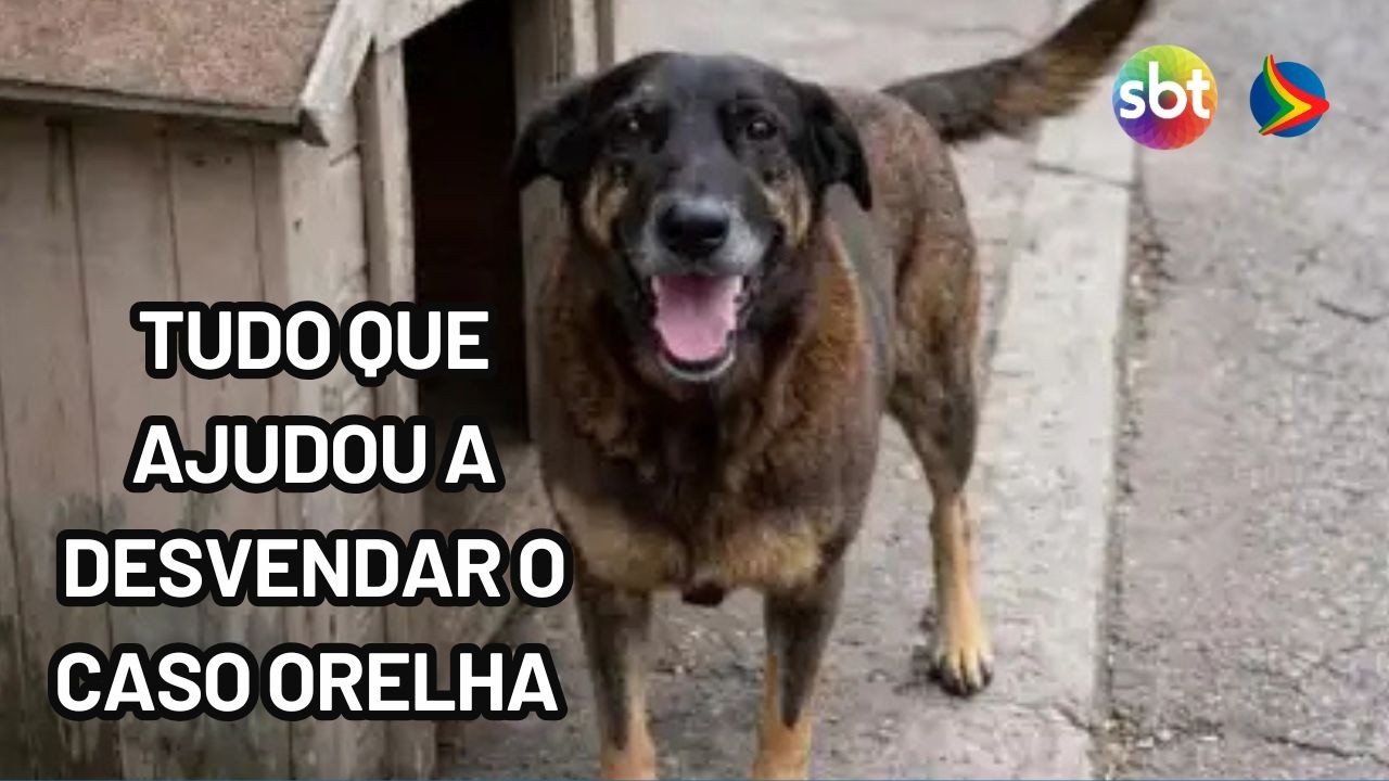 Cão Orelha: Polícia utilizou imagens e dados de celular para desvendar caso