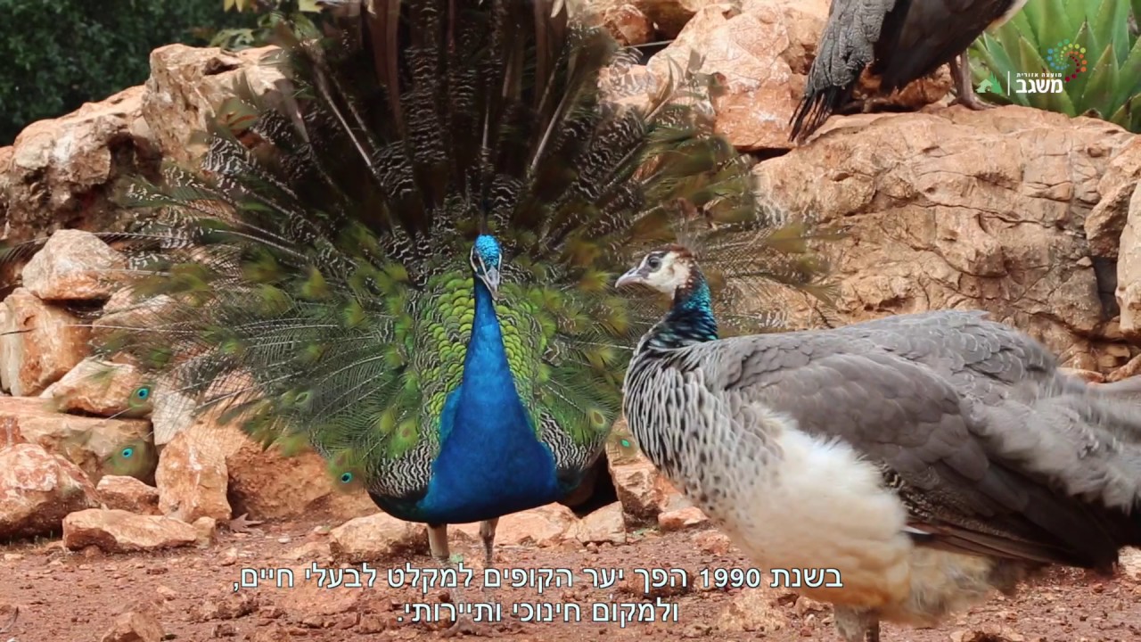 שביל סובב משגב - מקטע דמיידה - הררית - דיר חנא