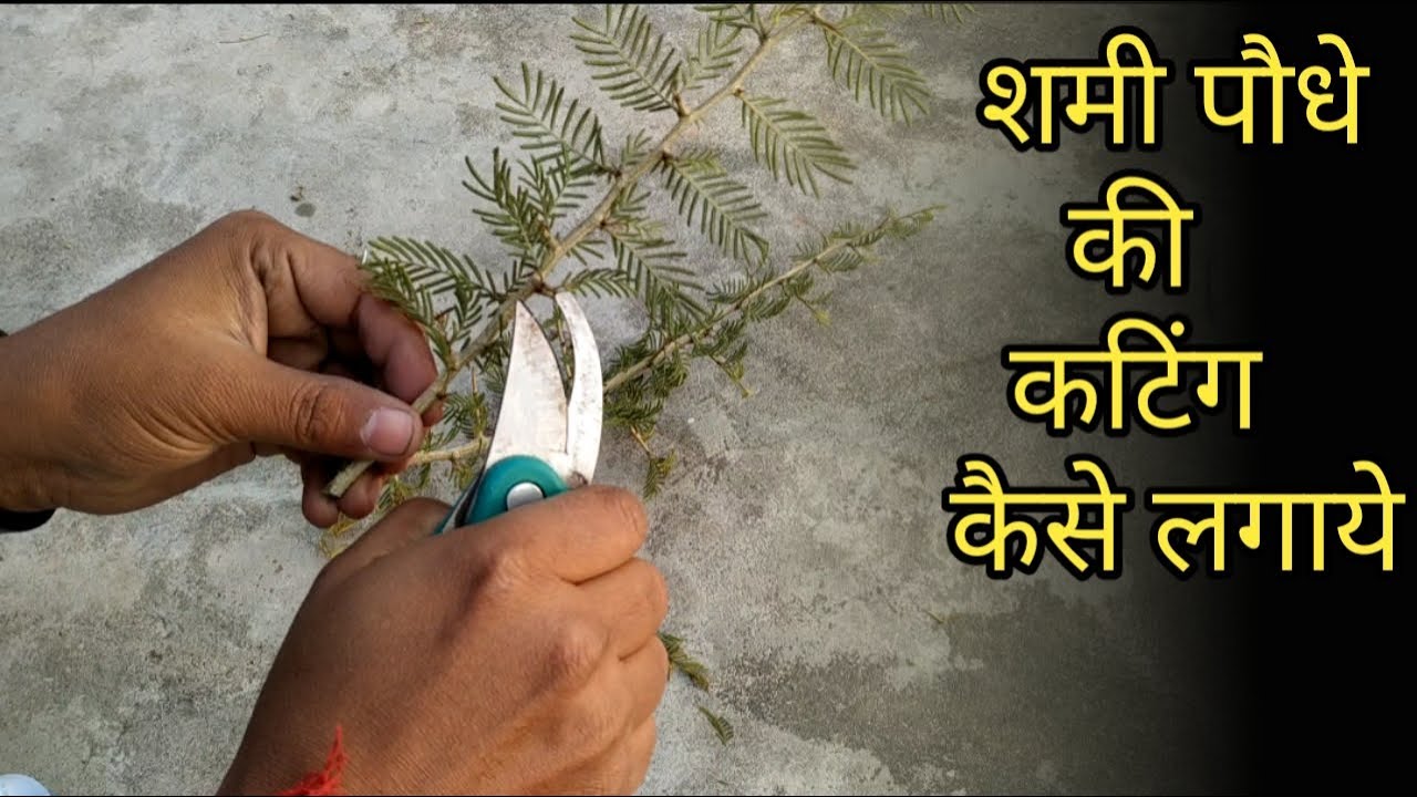 शमी पौधे की कटिंग कैसे लगाये