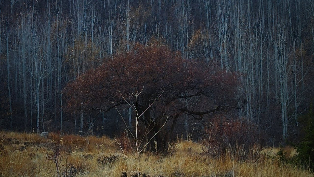 Orman ve sessizlik içinde doğa yürüyüşü.(Kayseri doğa yürüyüş parkurları)