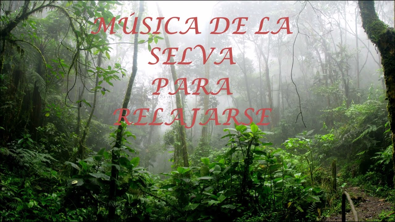 MUSICA DE LA SELVA PARA RELAJARSE - MUSICA RELAJANTE - MUSICA PARA DORMIR - MUSICA PARA DESCANZAR -