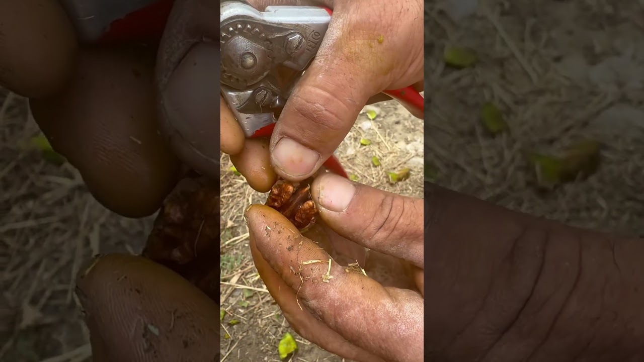 #nuts#garden #mygarden