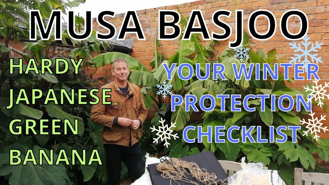 MUSA BASJOO | Hardy Japanese Green Banana | WINTER PROTECTION | UK Tropical Garden