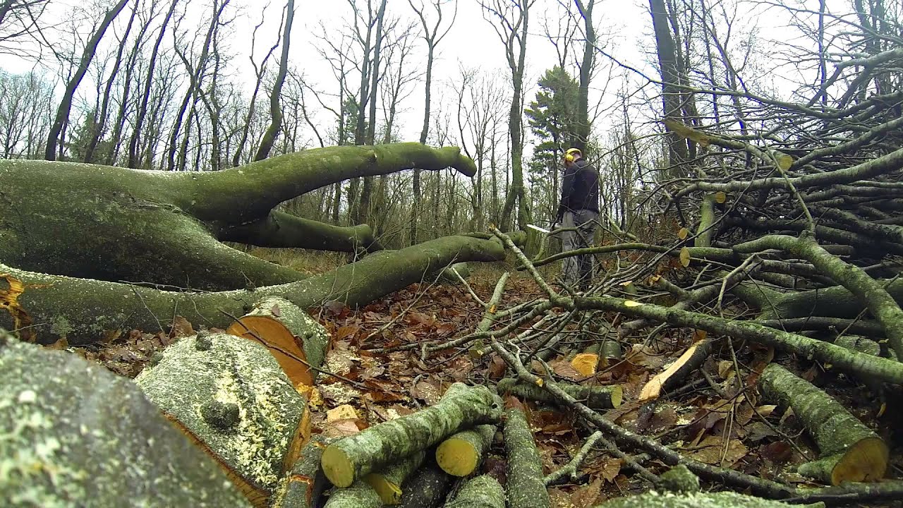 Big beech tree is cut down and turned into firewood