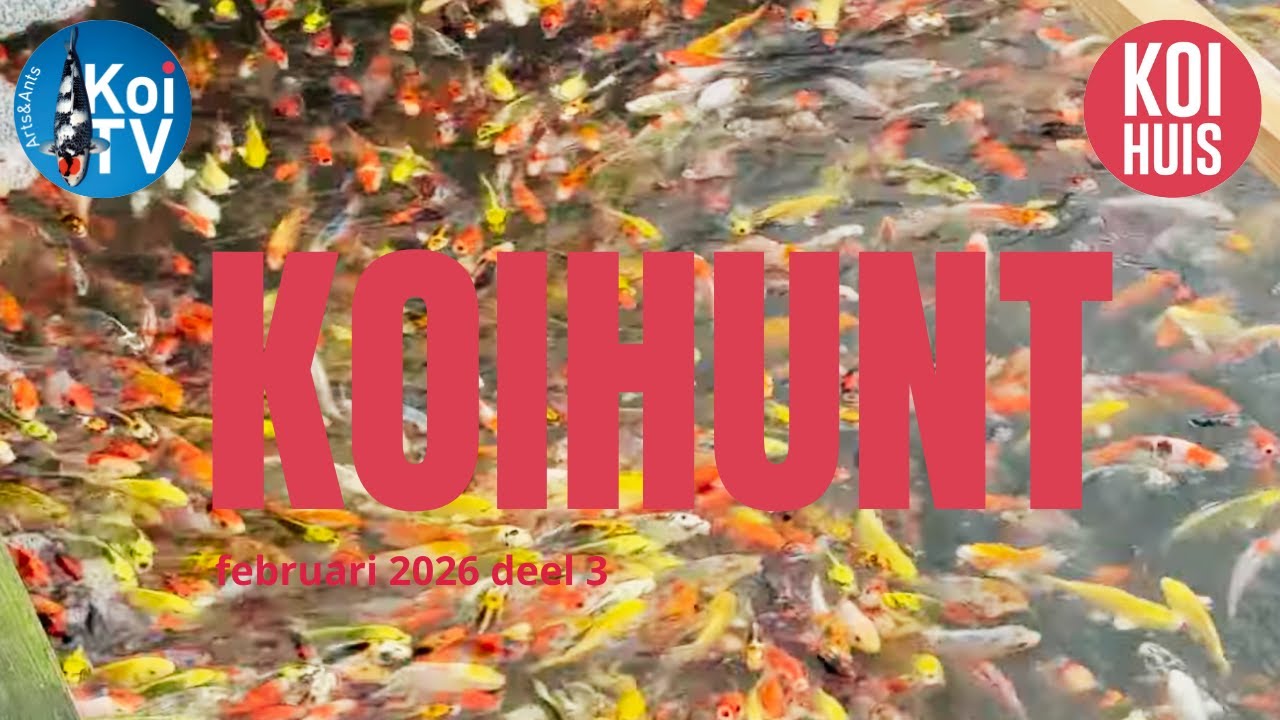 KoiHunt februari 2026 deel 3 | Tategoi Marujyu