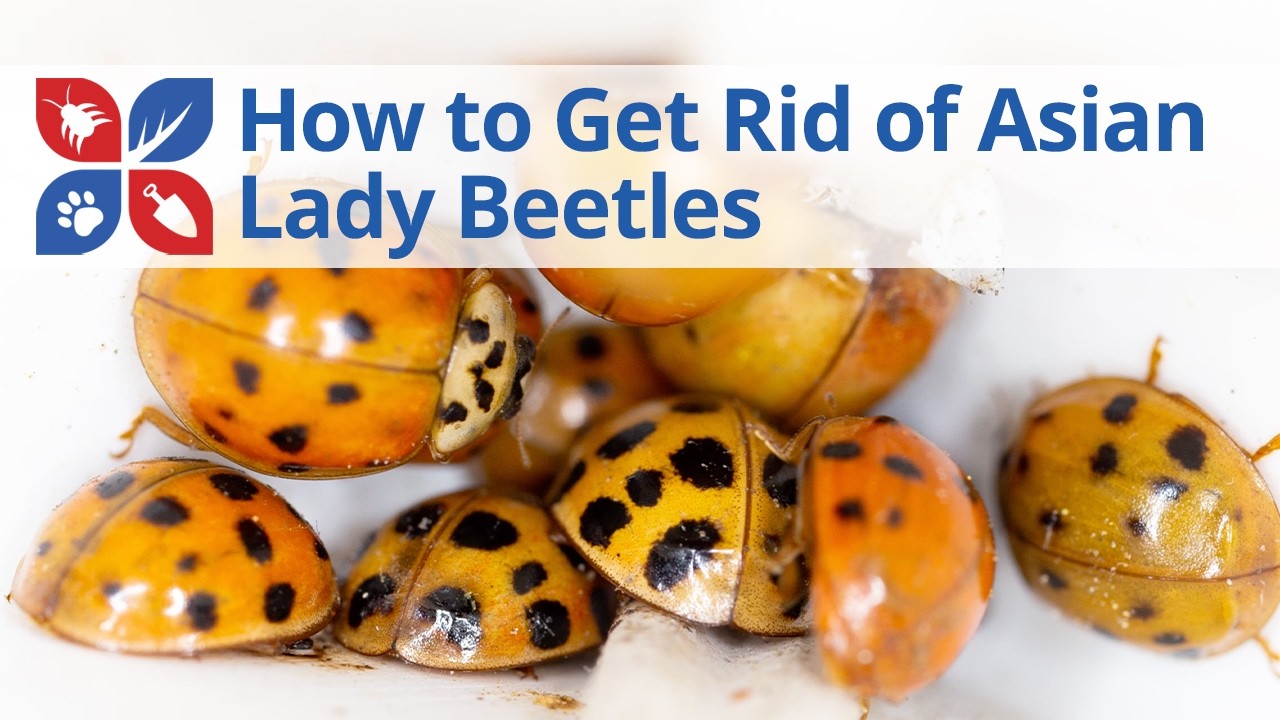 How to Get Rid of Asian Lady Beetles | DoMyOwn.com