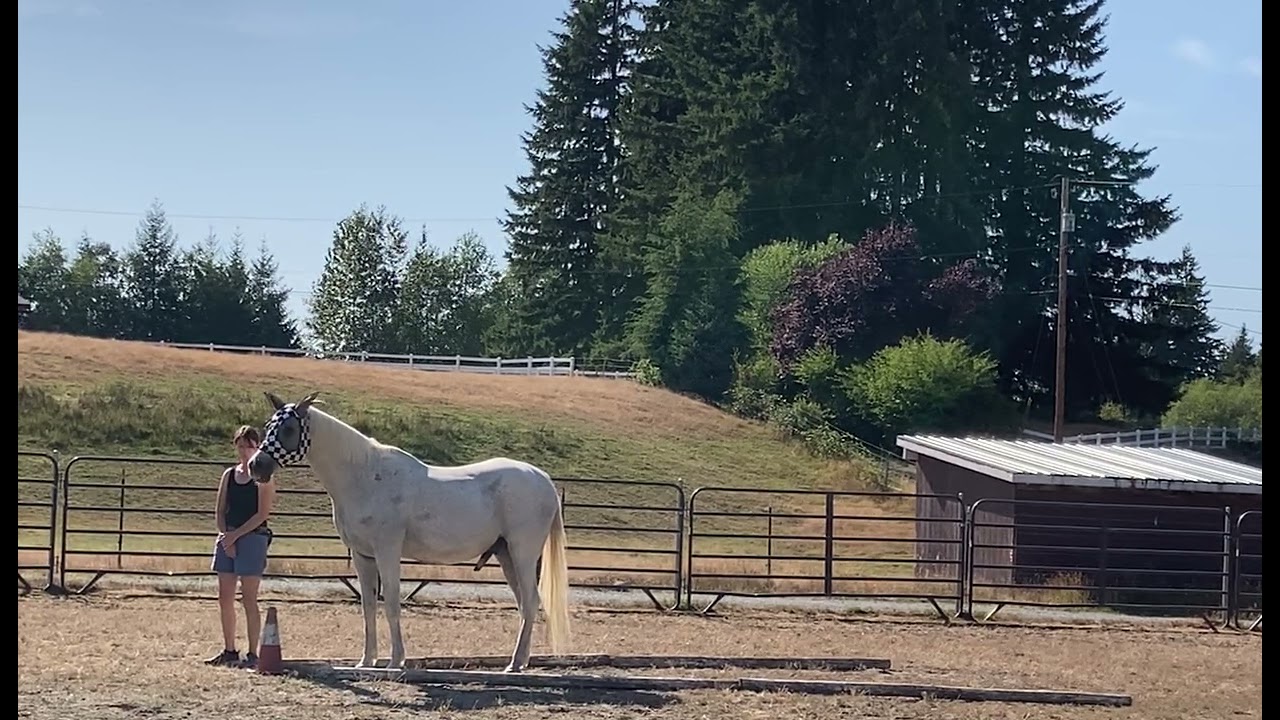 Teaching Horses to Touch Objects