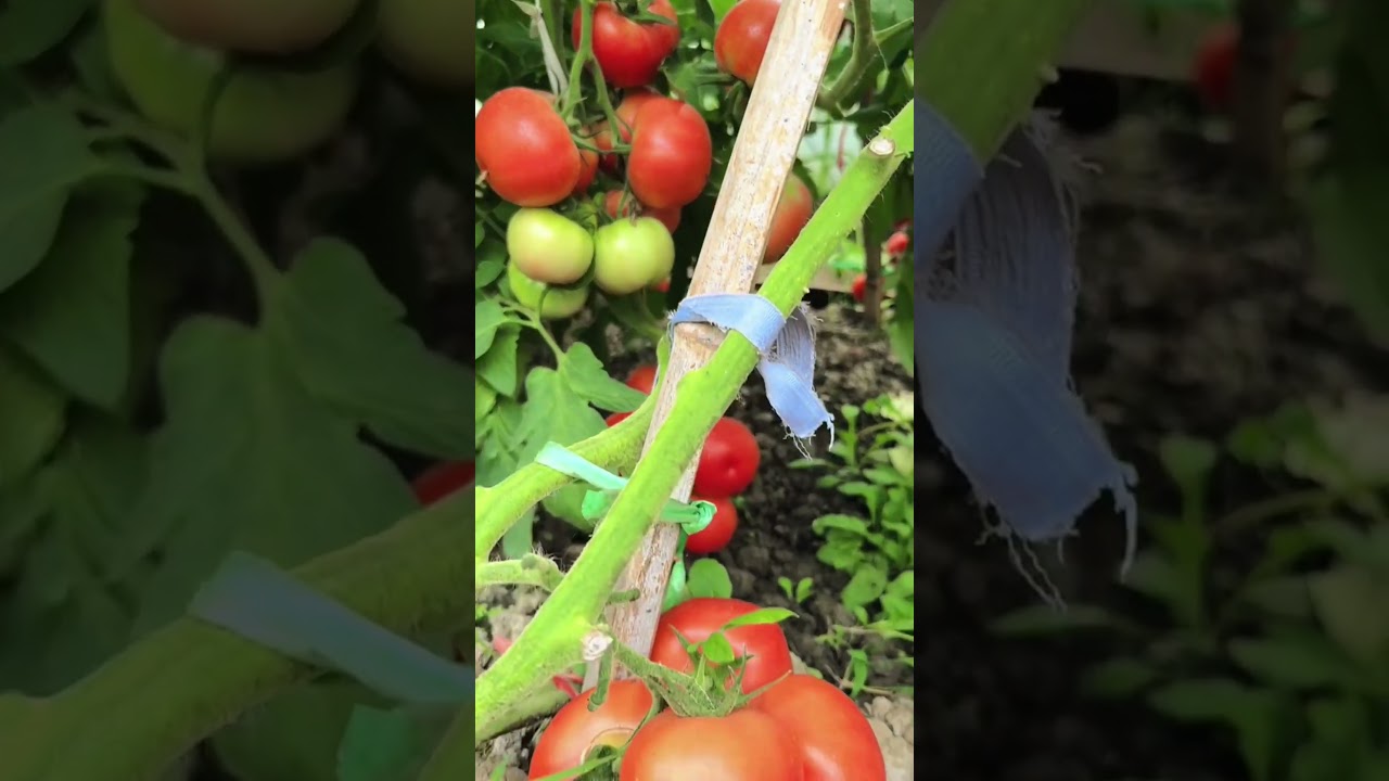 #tomoto, #tomota,#my farm, #best quality agricultural