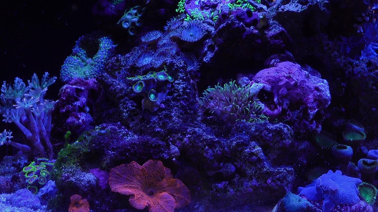 Building a NANO Reef Aquarium, Part 7, Fluval EVO 13.5. Cylcing your tank!