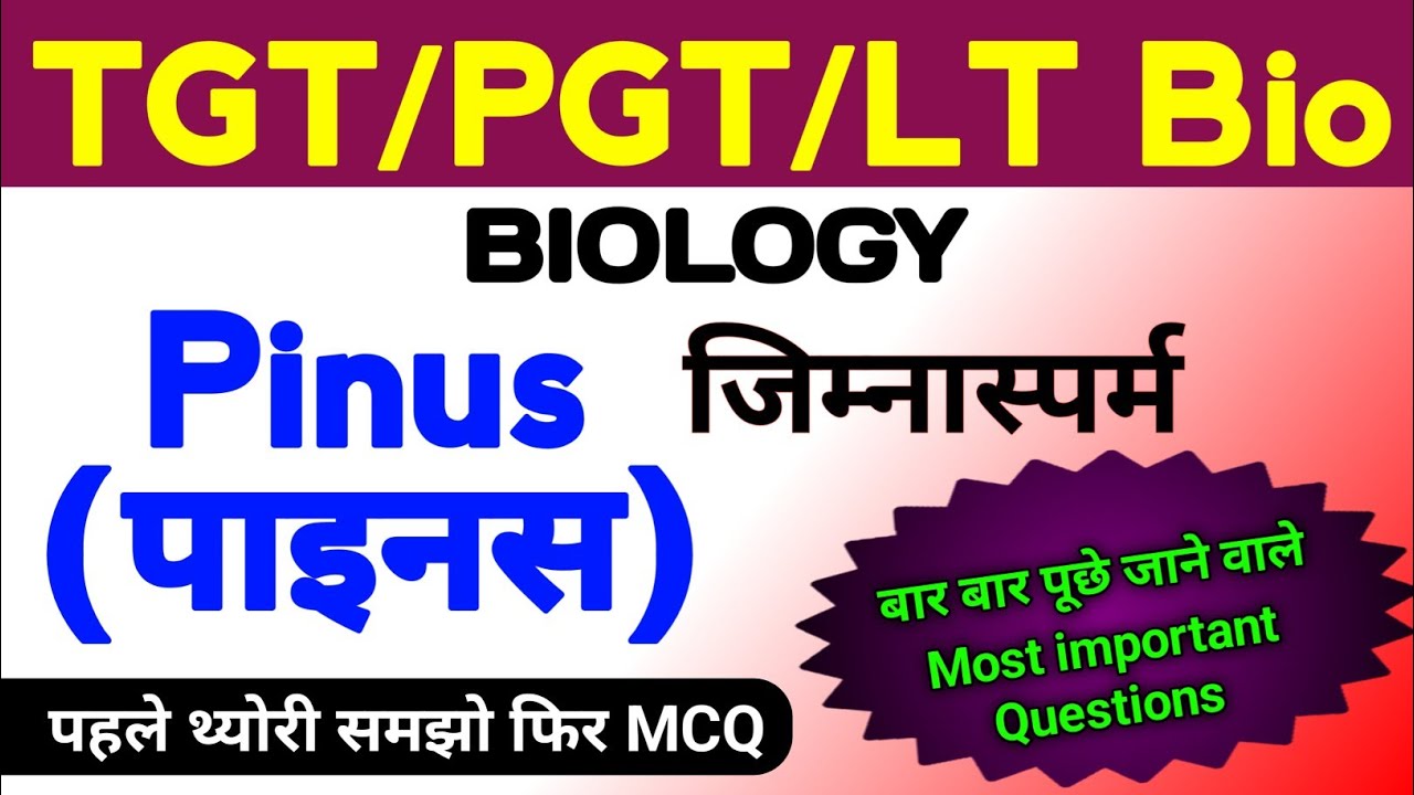 Pinus related TGT PGT MCQ | tgt pgt biology classes | tgt pgt biology practice set | tgt biology