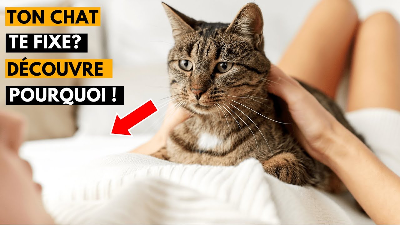 Pourquoi Mon Chat Me Fixe Du Regard ?👉 Découvre Les 5 Vraies Raisons