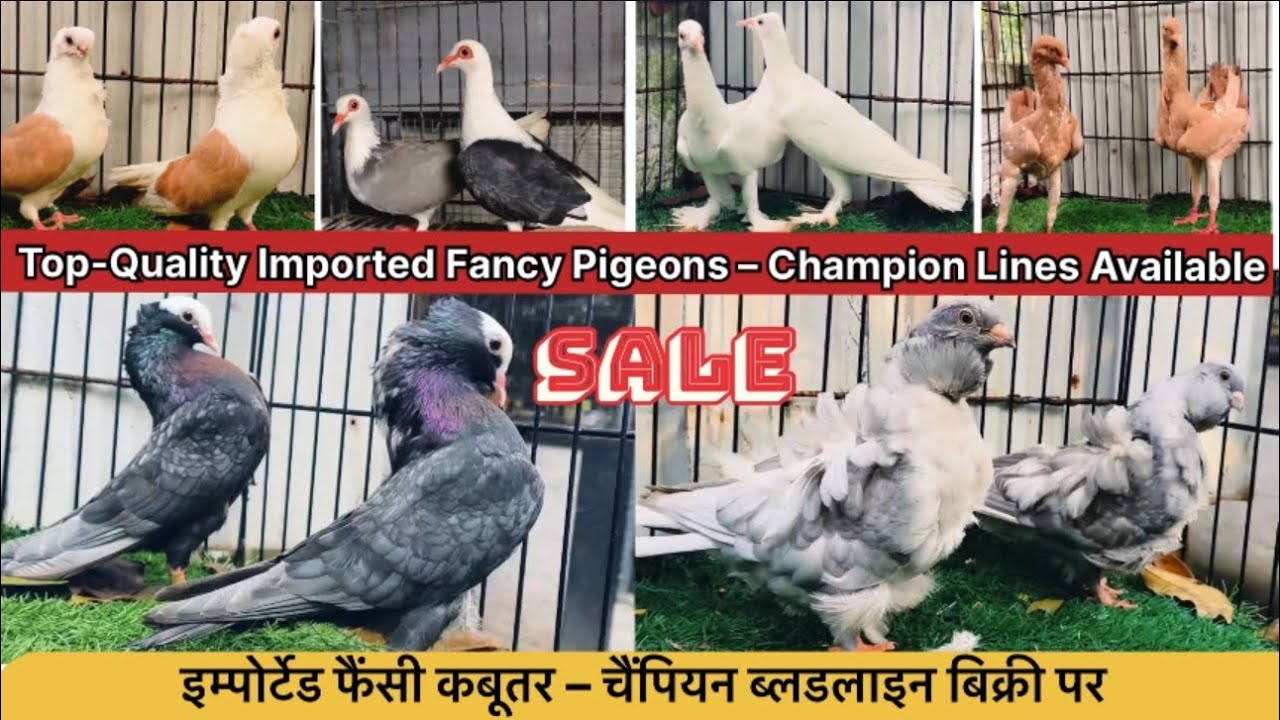 Top-Quality Imported Blood 🩸Line Fancy Pigeon Sale! इमोपोर्टेड फैंसी-चैम्पियन ब्लडलाइन कबूतर बिक्री 