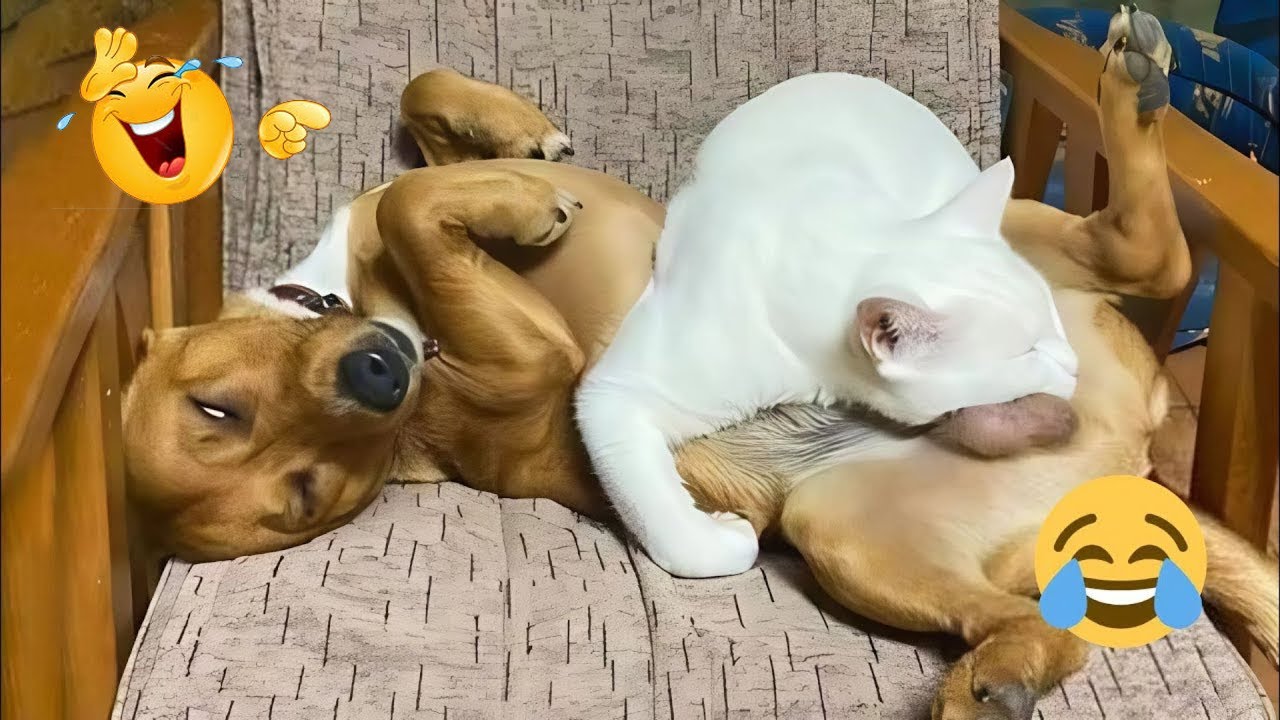 These Dogs Are Pure Chaos 😂 Funny Dog Moments 2026 #5