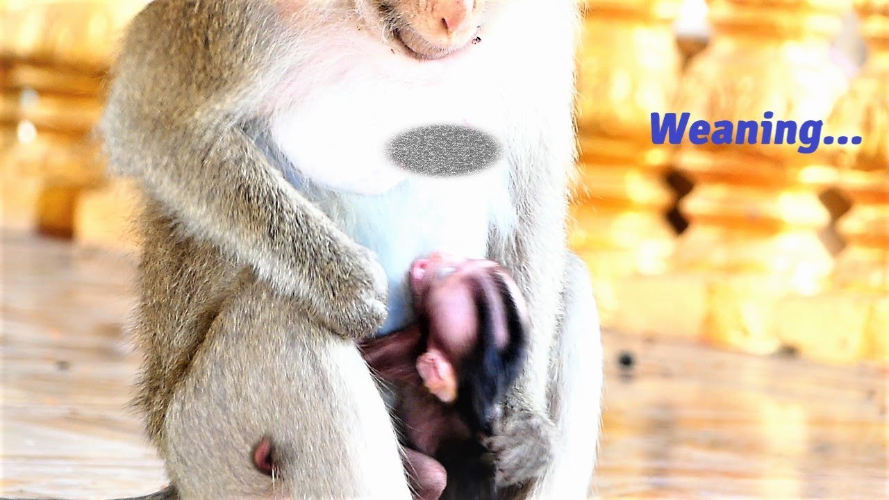 Poor Delayed Development Baby Is Weaned by Mother Teva, This Action Look So Pity
