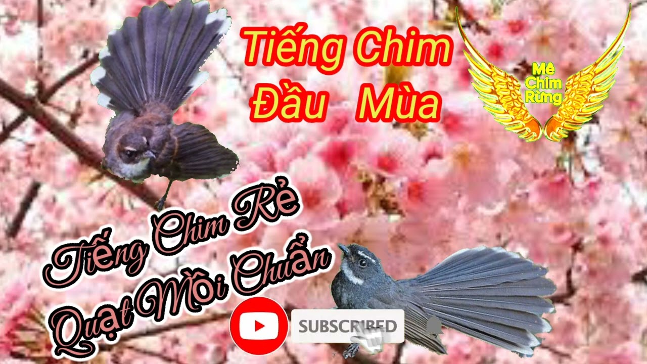 Tiếng Chim Rẻ Quạt Mồi Chuẩn Mới Nhất ( Không Tạp Âm )