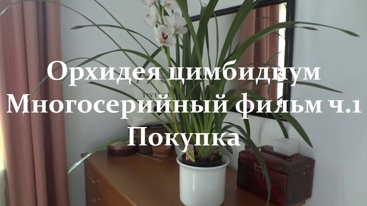 🌺 Орхидея цимбидиум . Многосерийный фильм ч 1.  Покупка (перезалито)