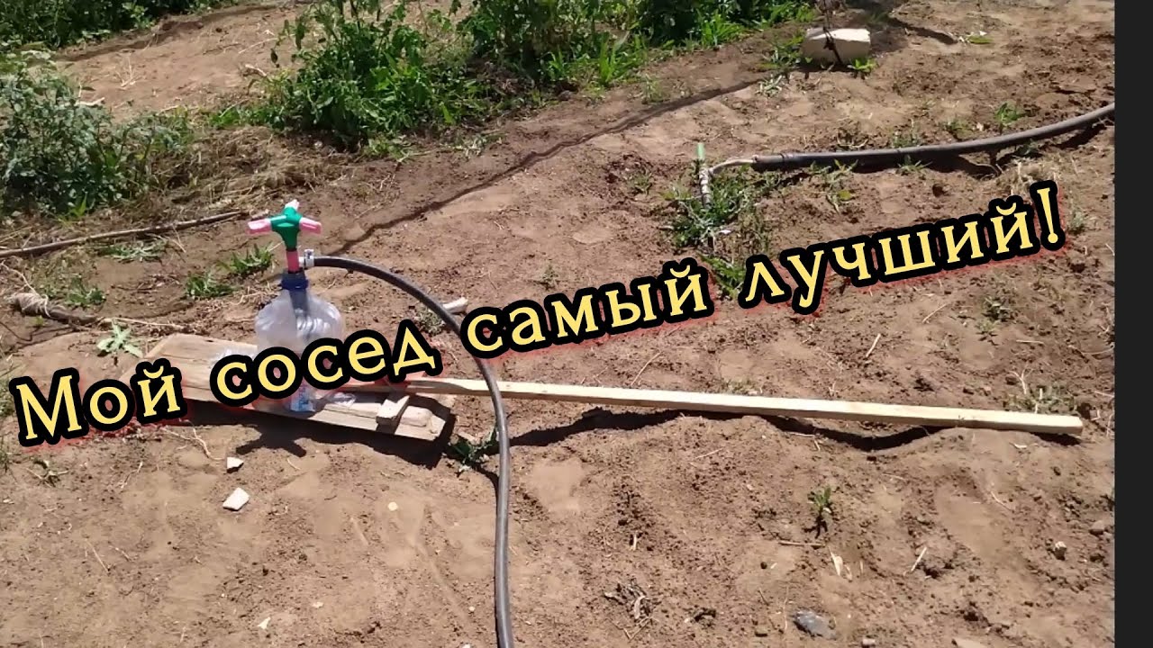 Обзор огорода на конец июня.