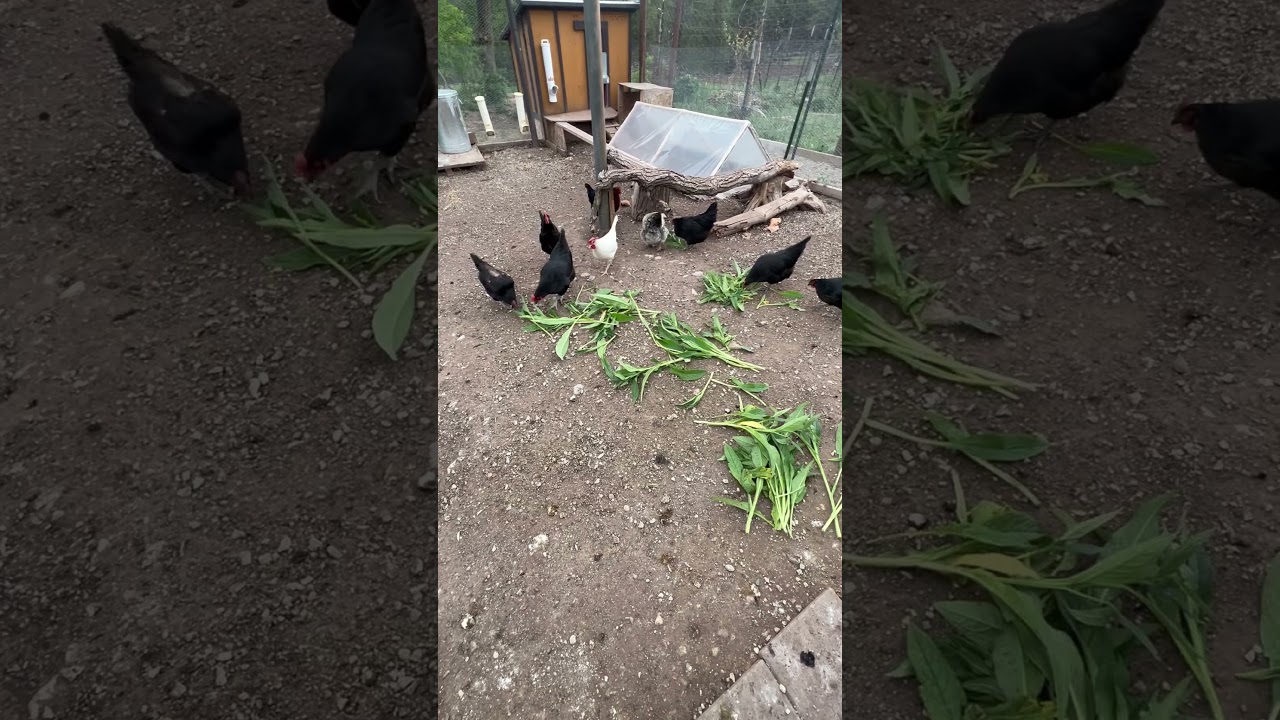 The chickens absolutely love comfrey🐓 #garden #comfrey#homestead #seeds