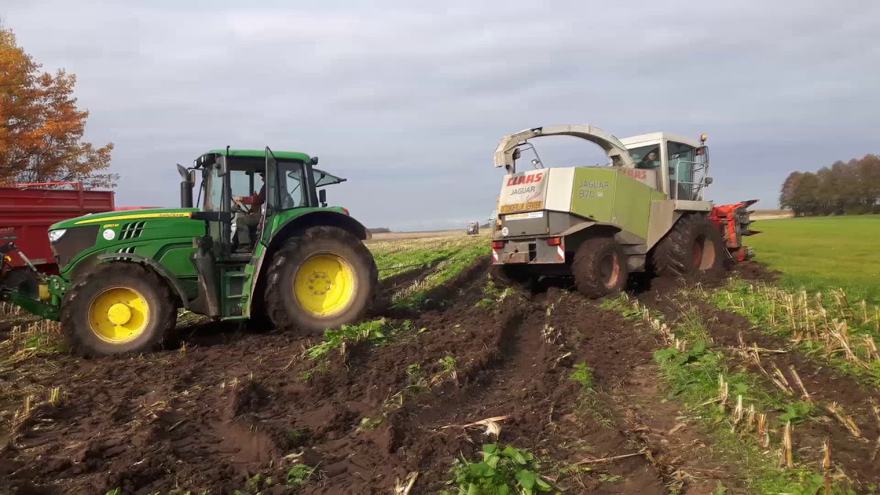 Koszenie kukurydzy 2017 | Transport-Handel Dobrzyniewo | Podlasie | Class | McCormick | Manitou
