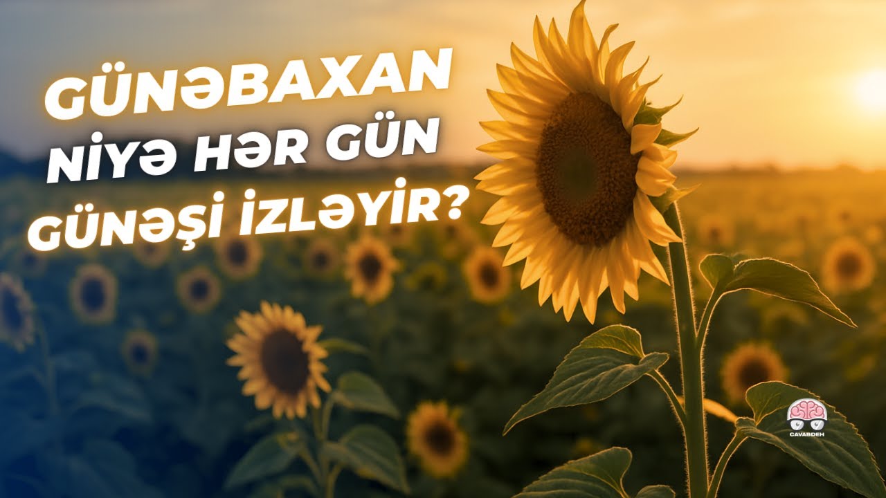 Günəbaxan Bitkisi Haqqında Maraqlı Məlumatlar və Faydaları | Cavabdeh