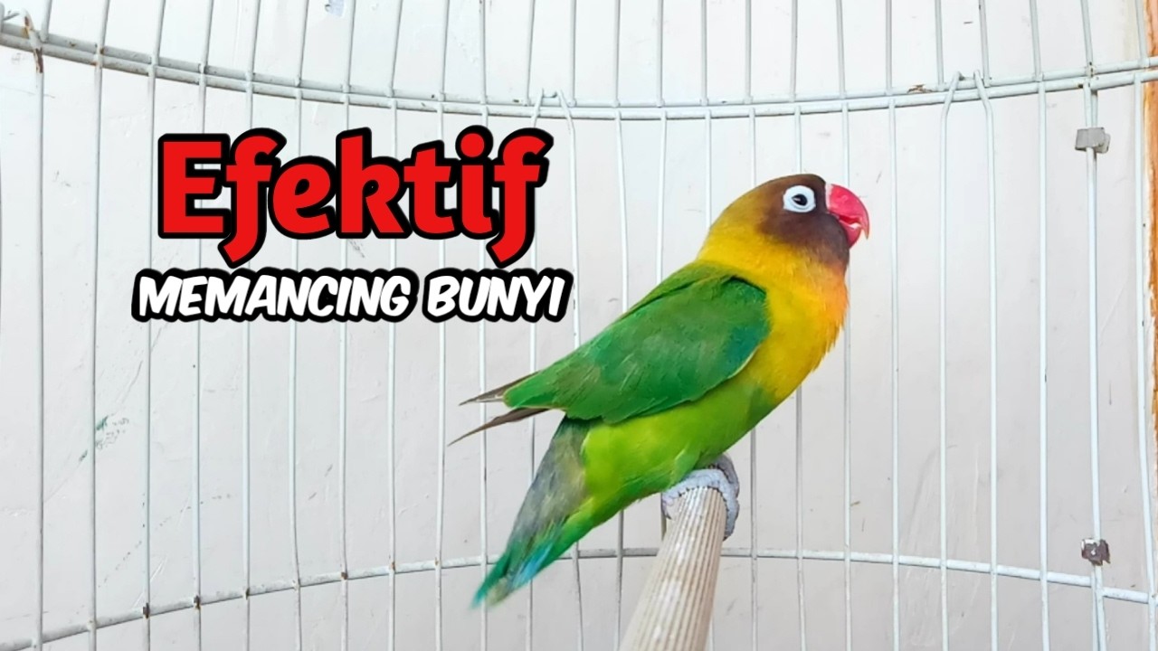 Lovebird GACOR Ngekek Panjang EFEKTIF Memancing Lovebird CEPAT BUNYI, PUTAR SAJA PASTI NYAUT