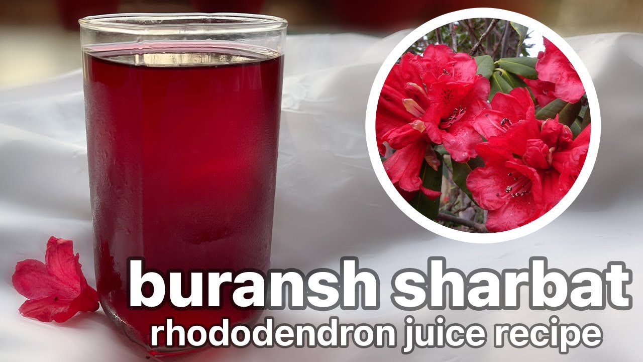 बुरांश का जूस/शरबत कैसे बनायें | Summer Special | BURANSH Rhododendron Juice RecipeI Buransh sharbat