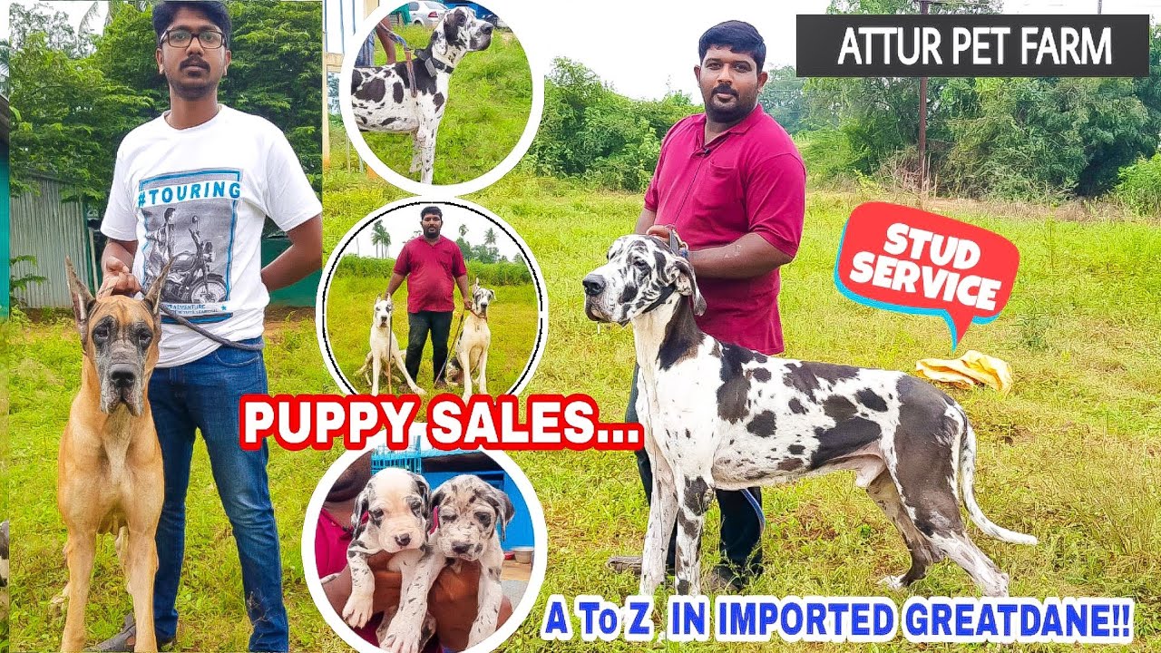 Great dane kennel Vlog - Imported Lineage Stud Male & Puppy Sales | Attur Pet | Greatdane Dog Farm|