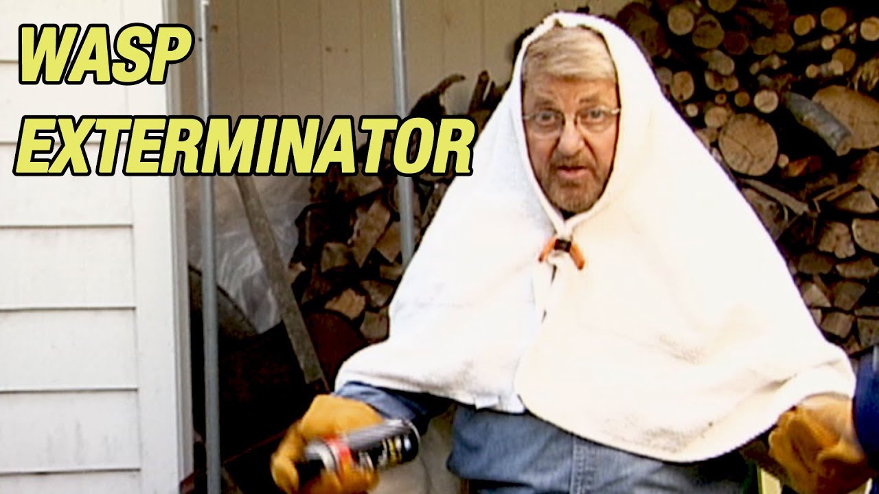 Wasp Exterminator