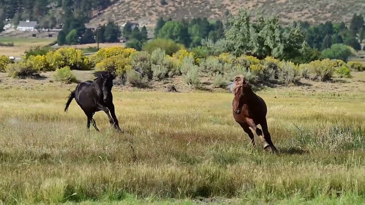 Always remember... They are WILD horses.