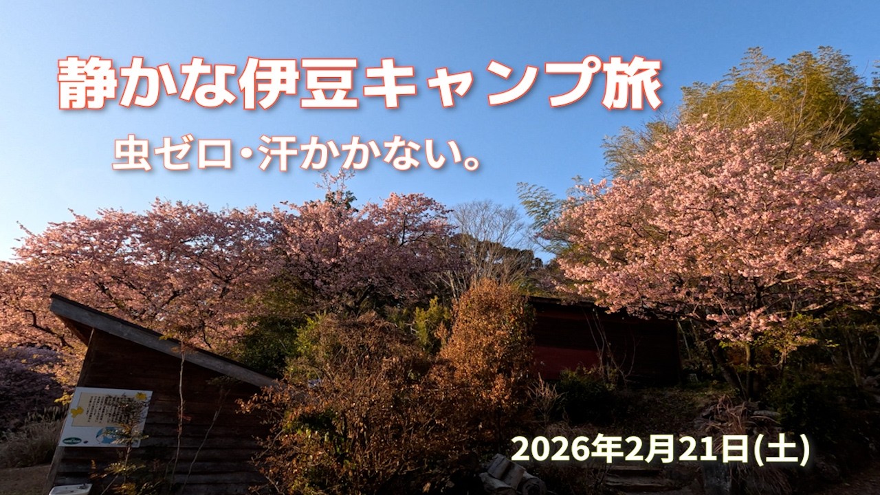 【河津桜の伊豆へ】冬キャンプが正解だった理由｜虫なし・汗かかない・渋滞なし