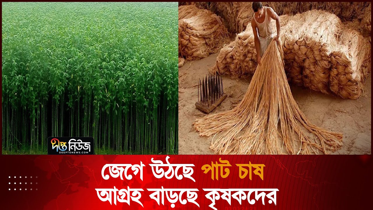 জেগে উঠছে পাট চাষ আগ্রহ বাড়ছে কৃষকদের l Jute Plantation | Increasing | Deepto News