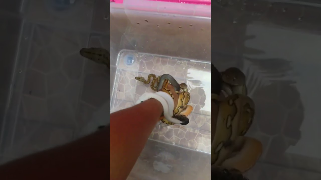 snake chicks