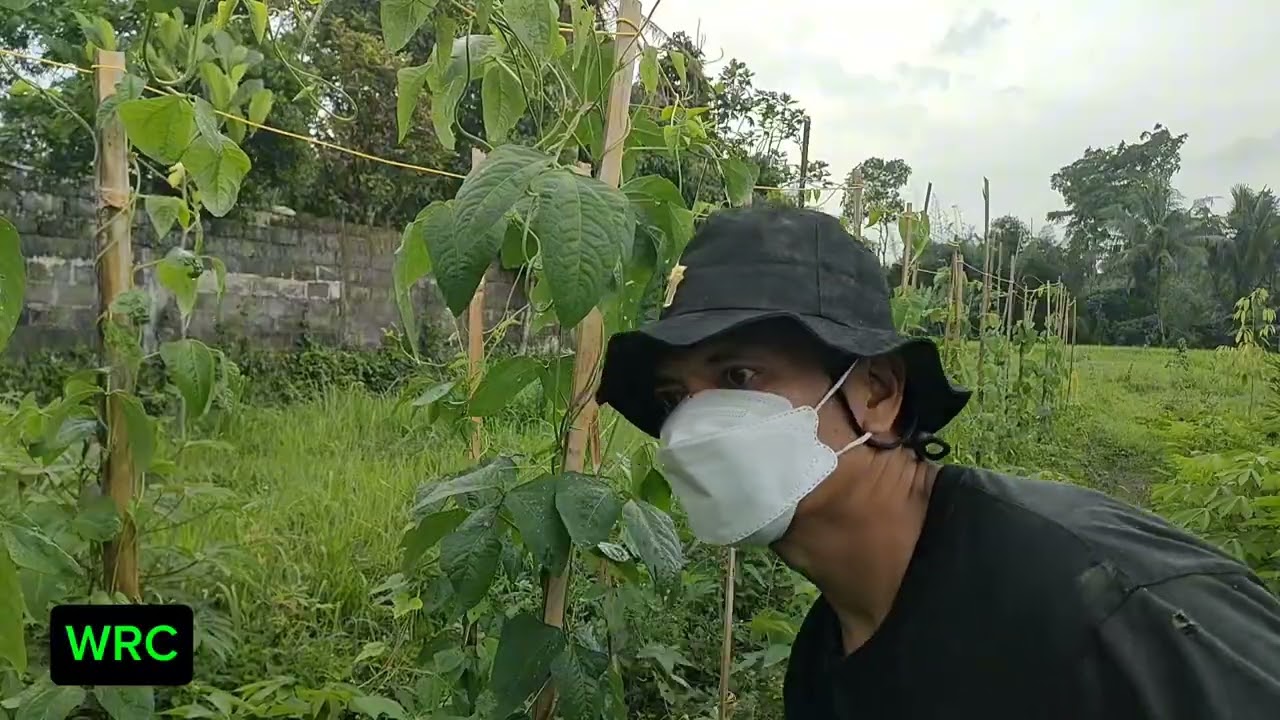 Semprot kacang panjang pakai sprayer cuci motor