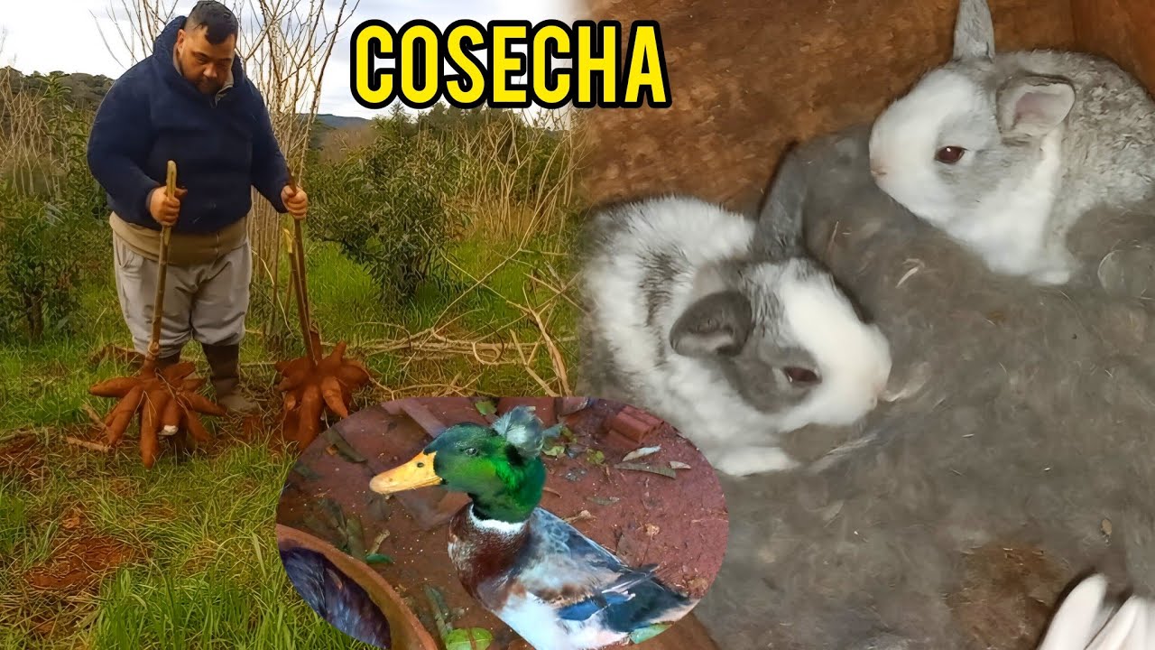 Cosecha de Mandioca y Batata en la CHACRA🍠 alimentando a los Animales 🦆🐓🐇