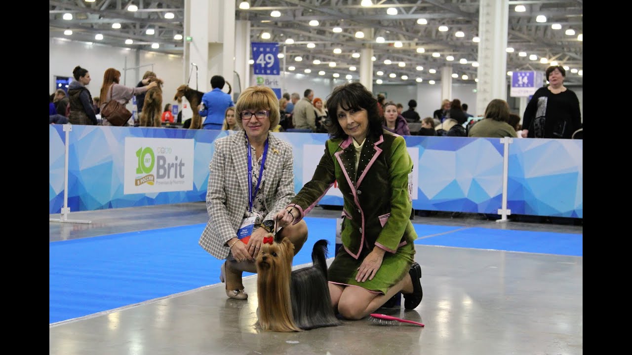 International Dog Show RUSSIA 2018, Yorkshire Terriers