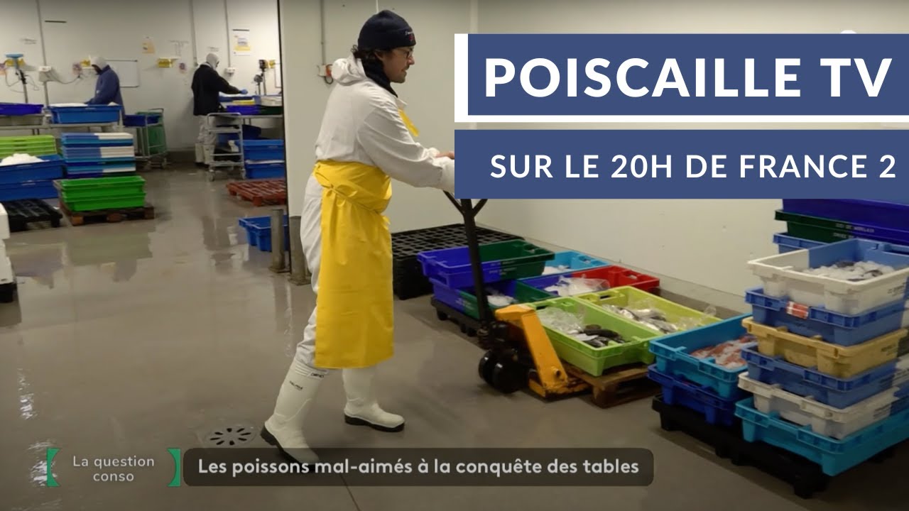 Poiscaille &agrave; la TV : zoom sur les poissons moches ! 📺