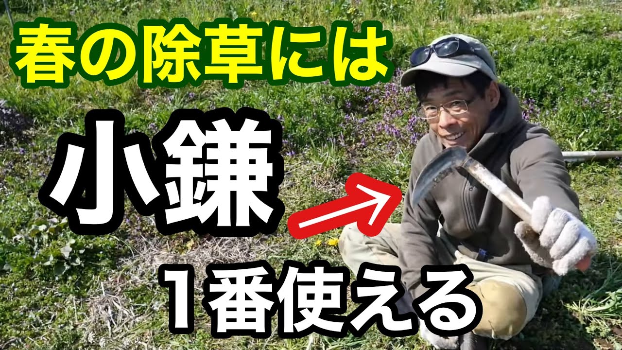 【家庭菜園の農具】春の除草に便利な小鎌の使い方《草引き鎌/自然農/自給農/小規模畑》